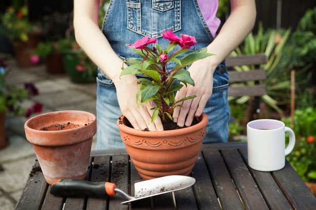 Woman in garden plants flower in pot