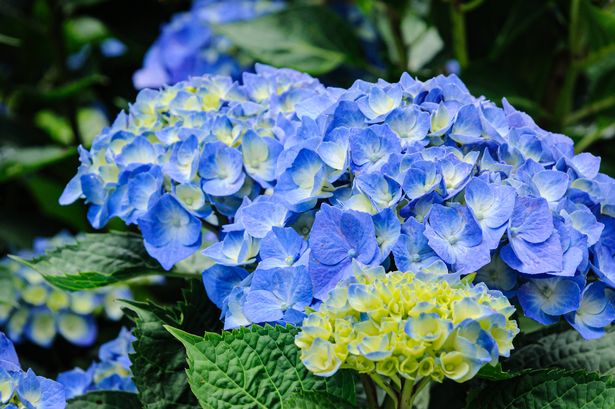 Close up of a blue mophead hydrangea flower in a Cape Cod garden.