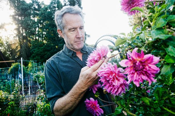 Man flowering his plants in garden. Stock image.