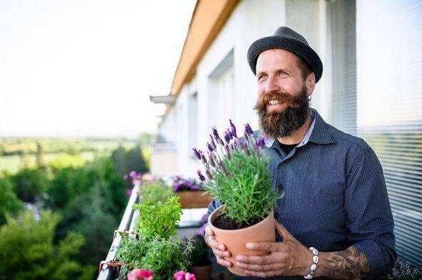 Mature man holding lavender plant on balcony
