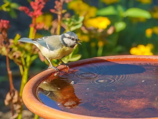 My garden Blue tit at the bird bath,Eifel,Germany