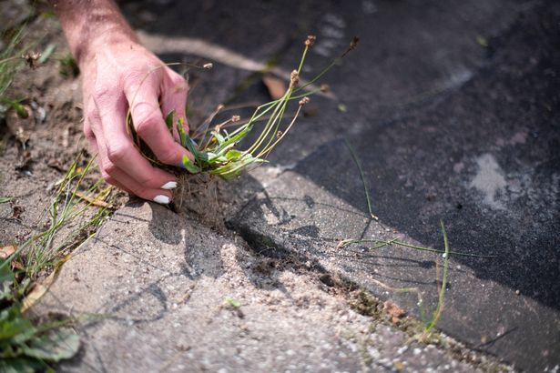 Close up of a non-binary gardener's hand, pulling weeds from a patio. Their nail polish is chipping.