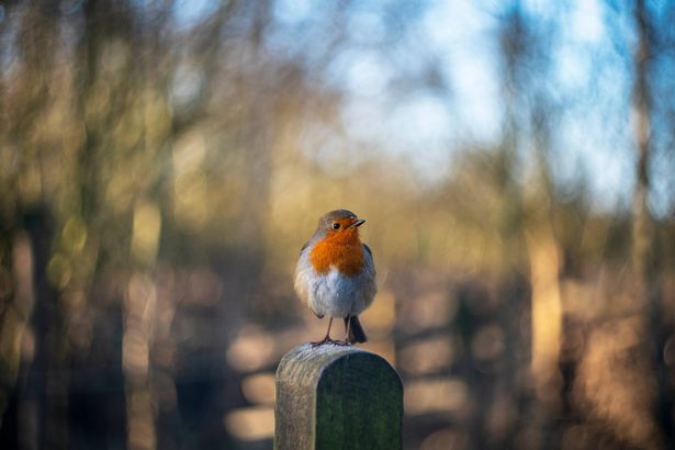 Robin perched on a fence at a local nature reserve in Castleford, West Yorkshire