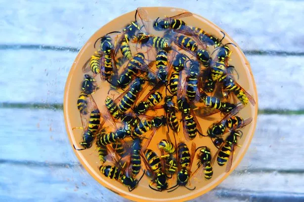 A top view of a wasp trap