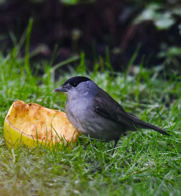 Bird eating an apple on the lawn 