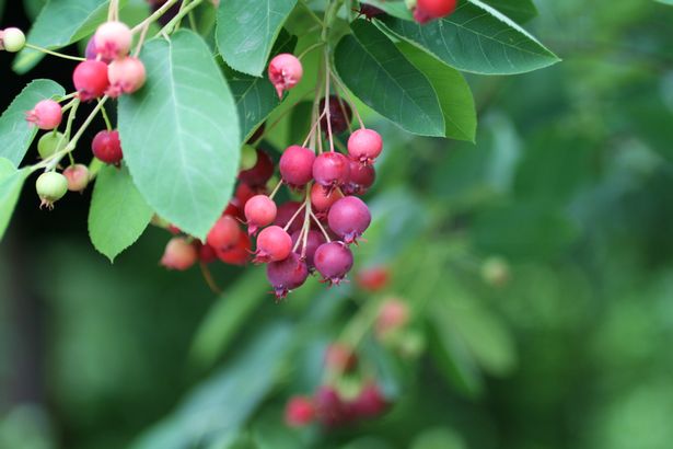 A close up of a serviceberry tree fruit