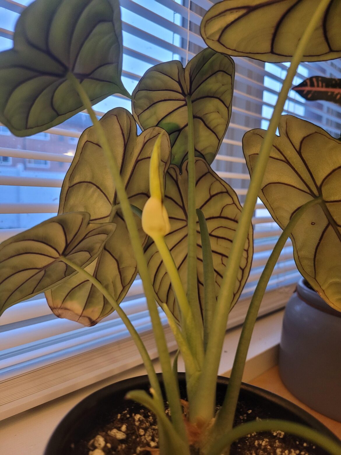 Is this what I think it is or weird leaf?