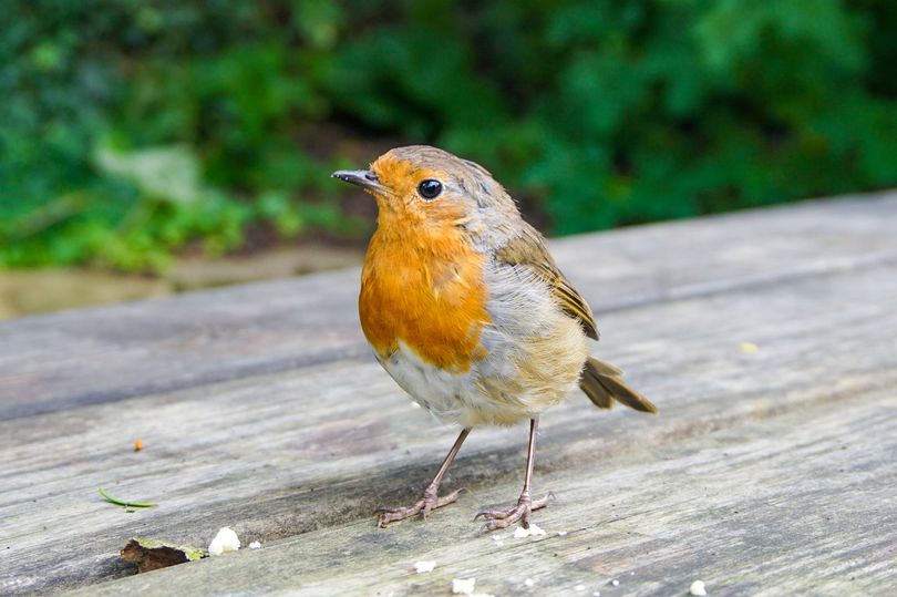 Gardeners told ‘be sure’ to leave 1 thing out for robins and blackbirds as soon as possible Wales Online