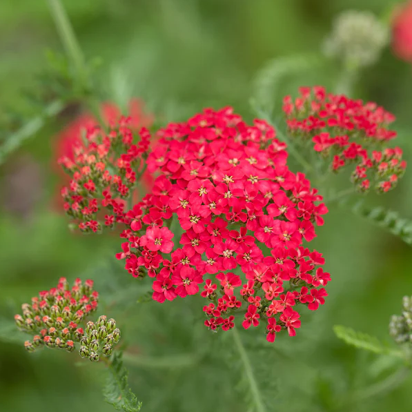 Red Yarrow Seeds