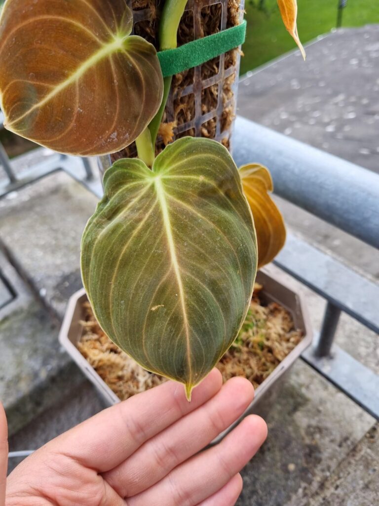 Which philodendron is this? Which philodendron is this?