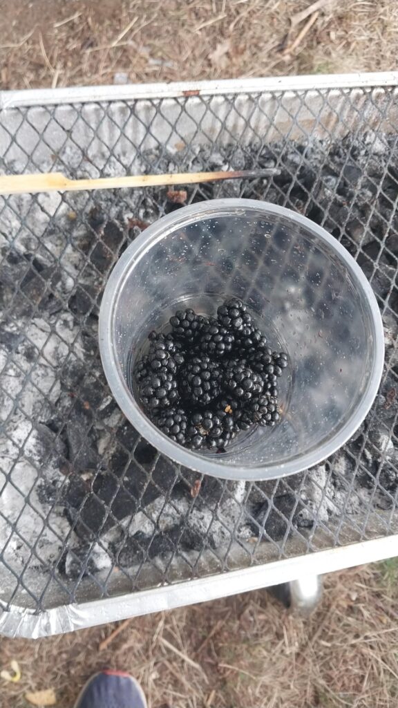 First time gardener - just harvested my first blackberries (already in the garden, but cared for them) and my cucumber plant is flowering!