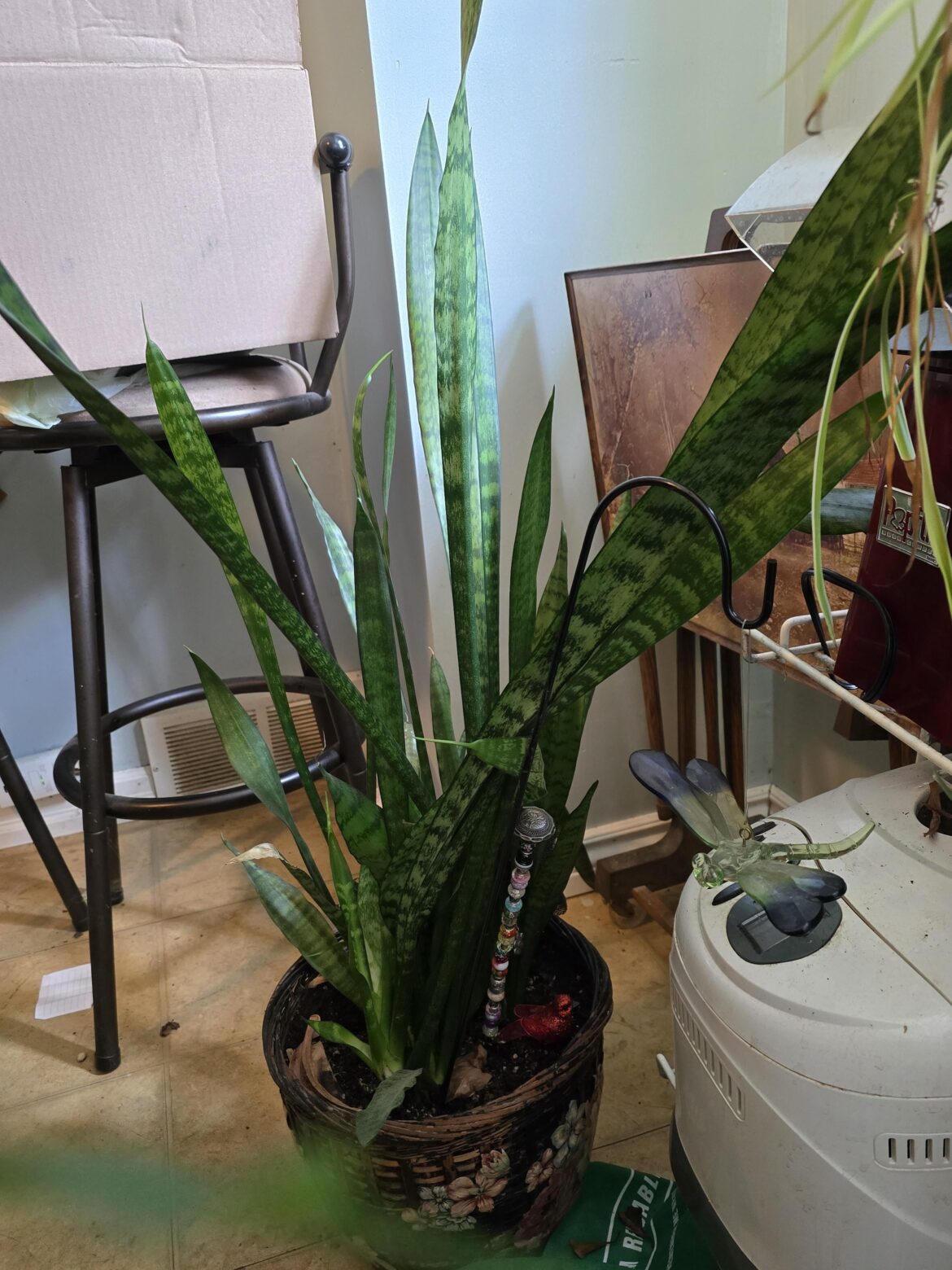 Snake Plant