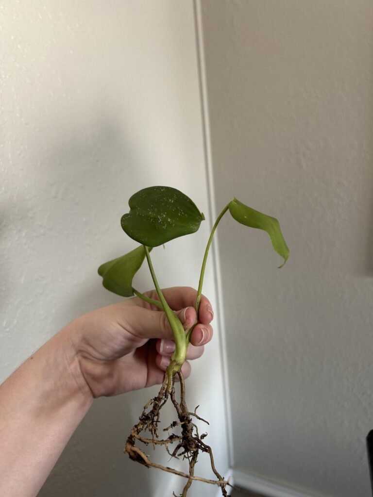 will this survive? will this survive?