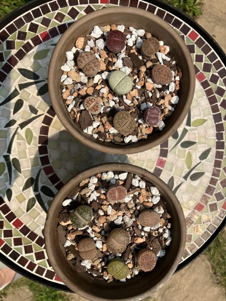 My little collection