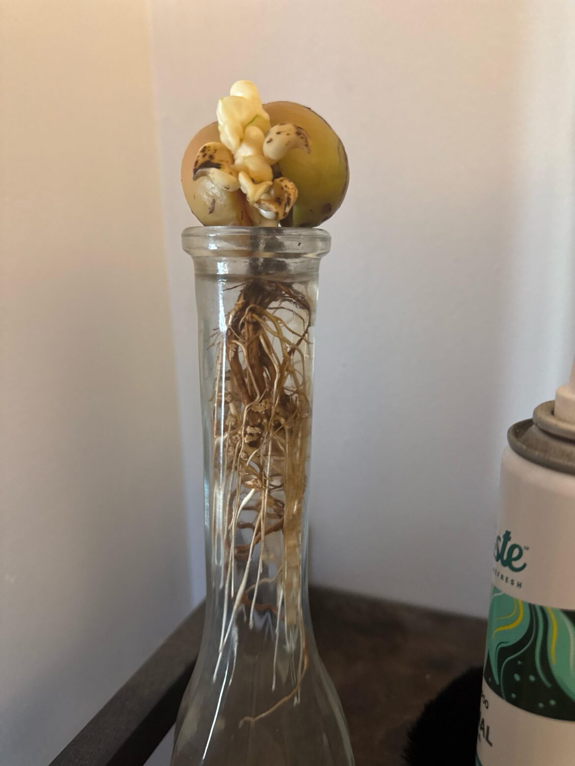 Avocado seed not growing like i’ve seen in other photos / videos Avocado seed not growing like i've seen in other photos / videos