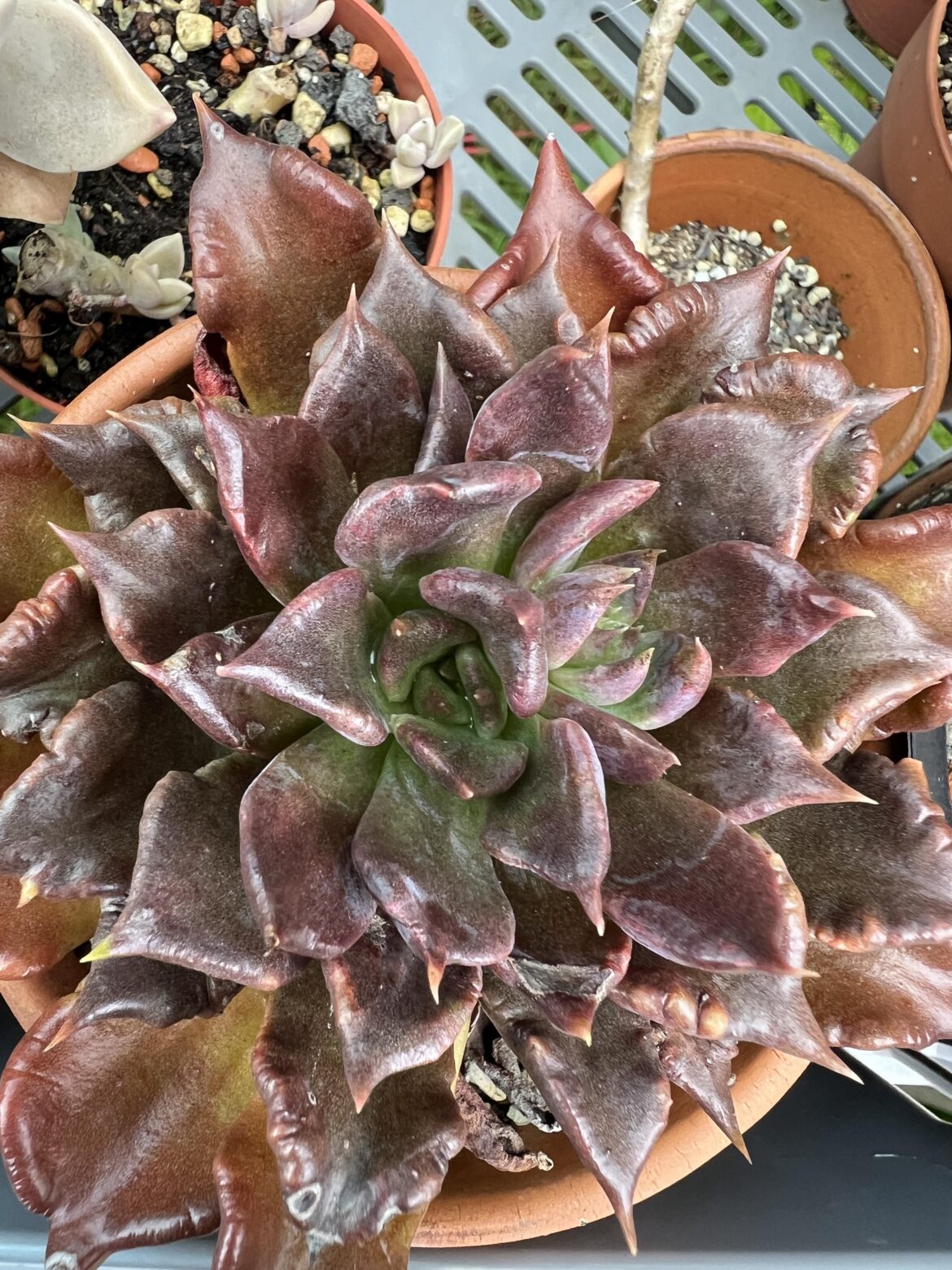 Echeveria Super Bowl