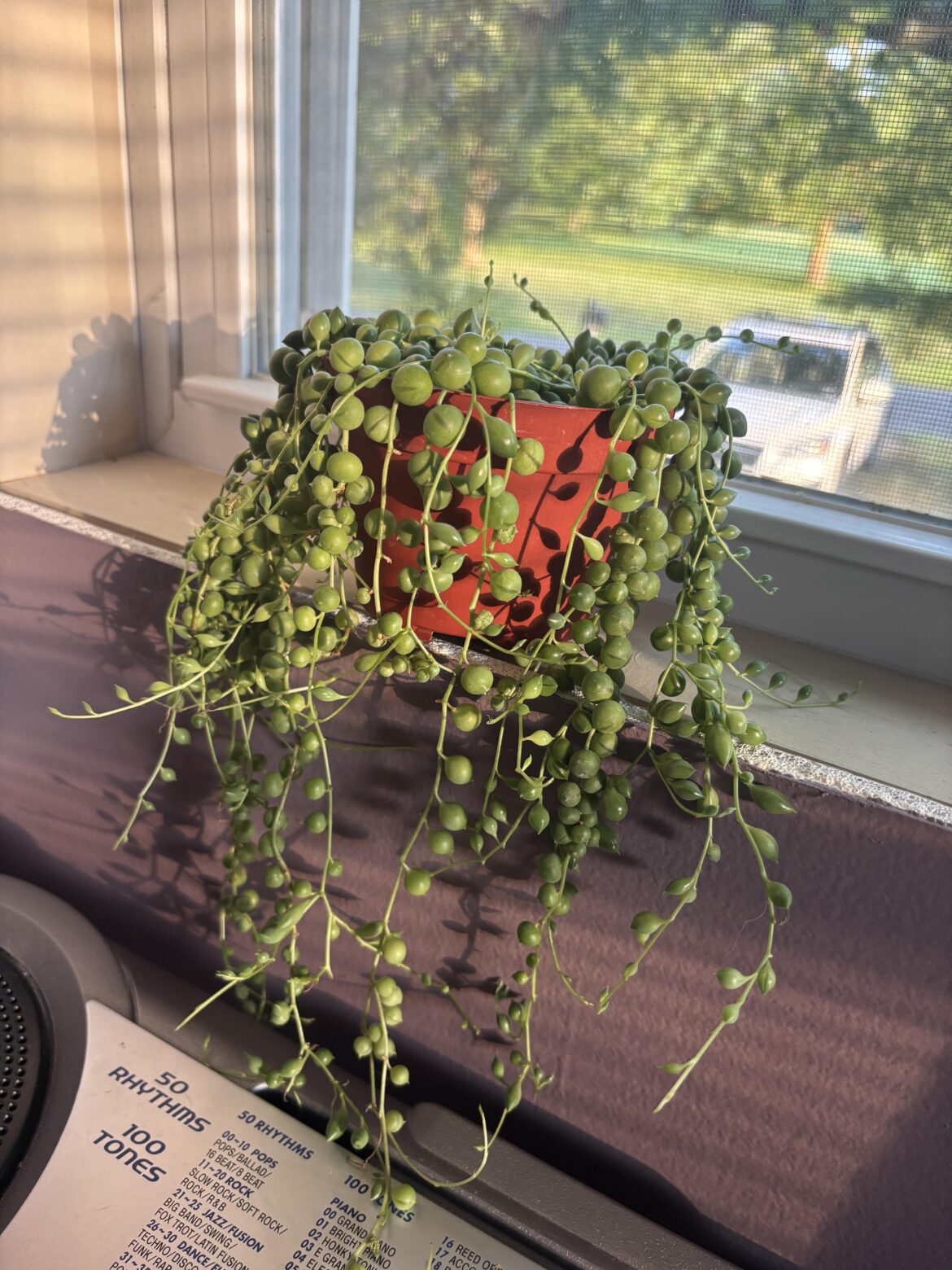 When Do I Know It’s Time For A Repot?? 😬