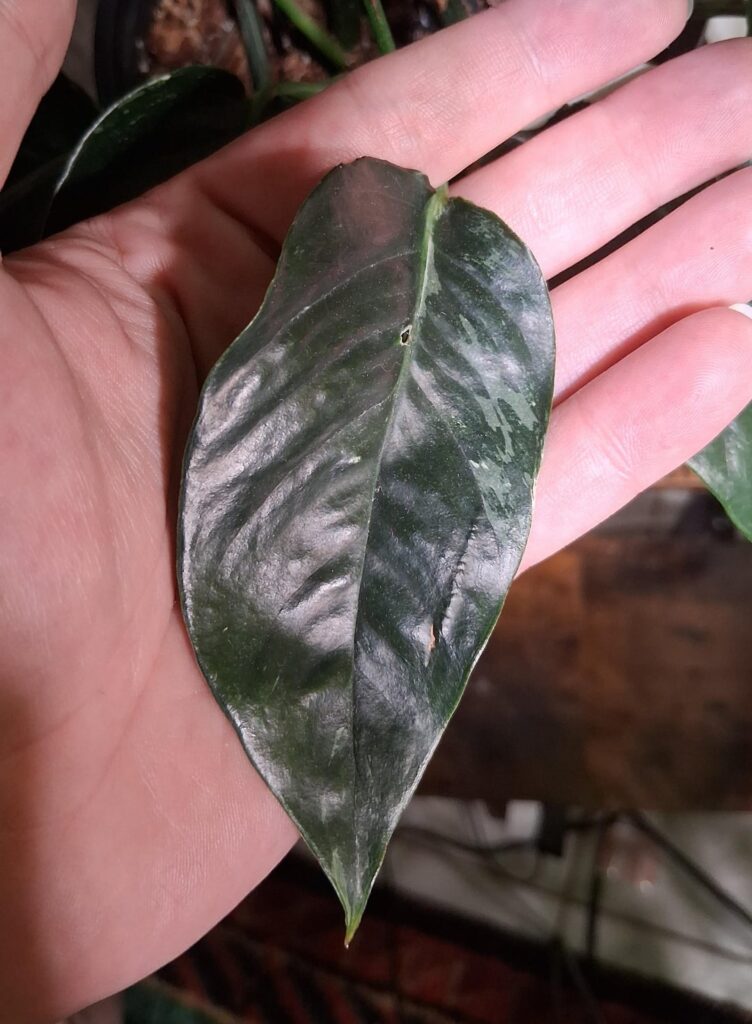 What 3 months on a moss pole did to this rescue epipremnum pinnatum 🍃