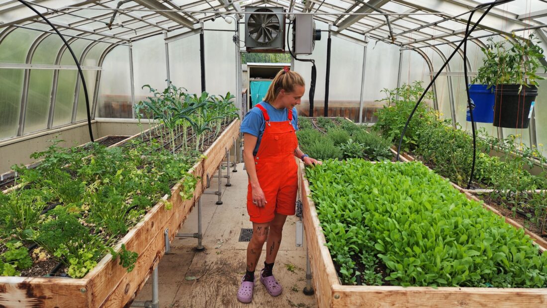 Hannah Teagle working in the greenhouse of Camp Denali’s 1,000-square-foot micro-farm.