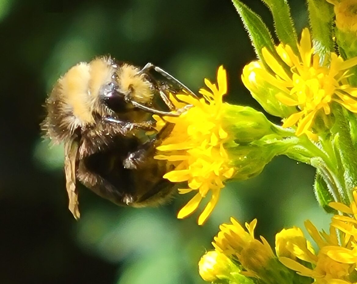 Blog: An Evolving Perspective on Gardening (Part 1)