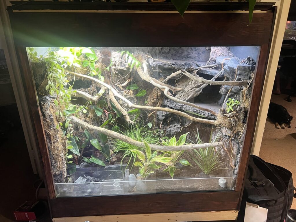 Finally finished my ball pythons new home