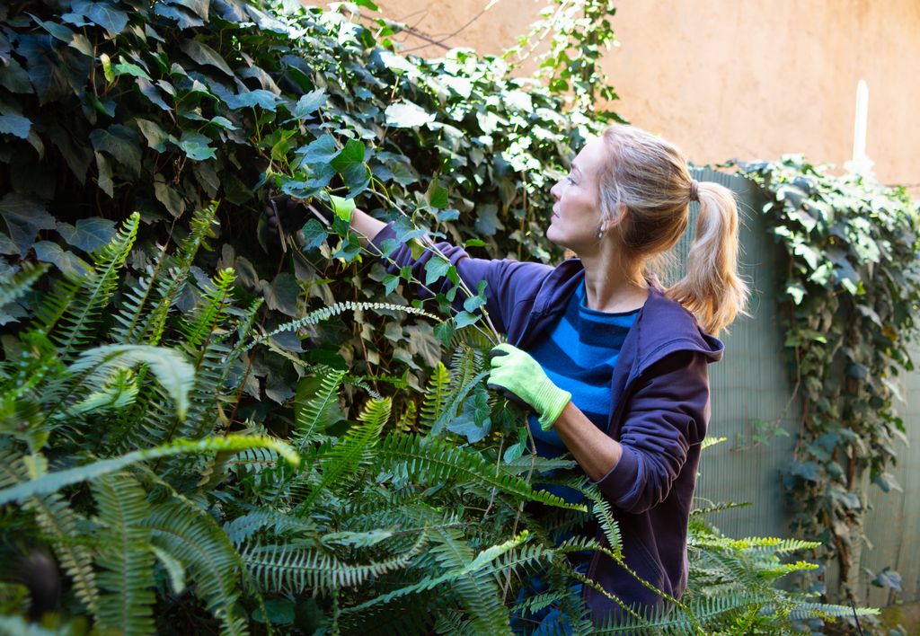 Pruning ivy