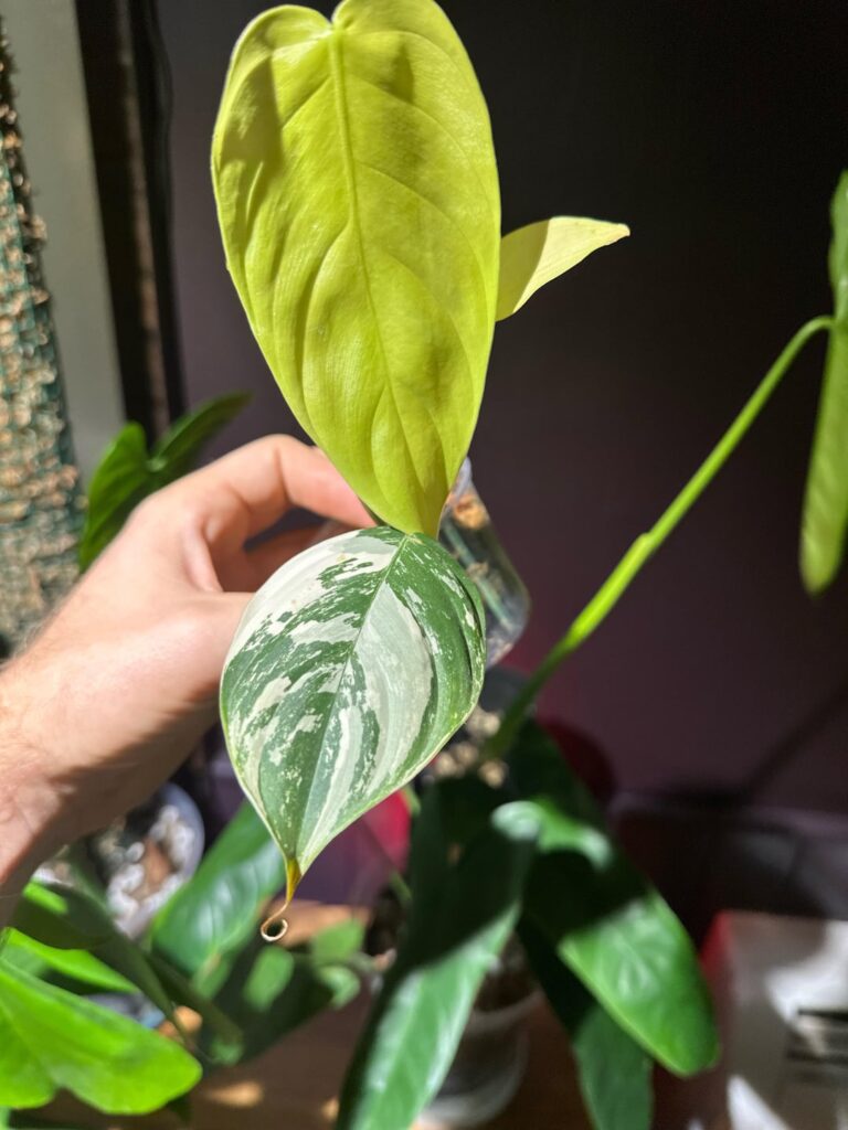 Variegated Philodendron Sharoniae