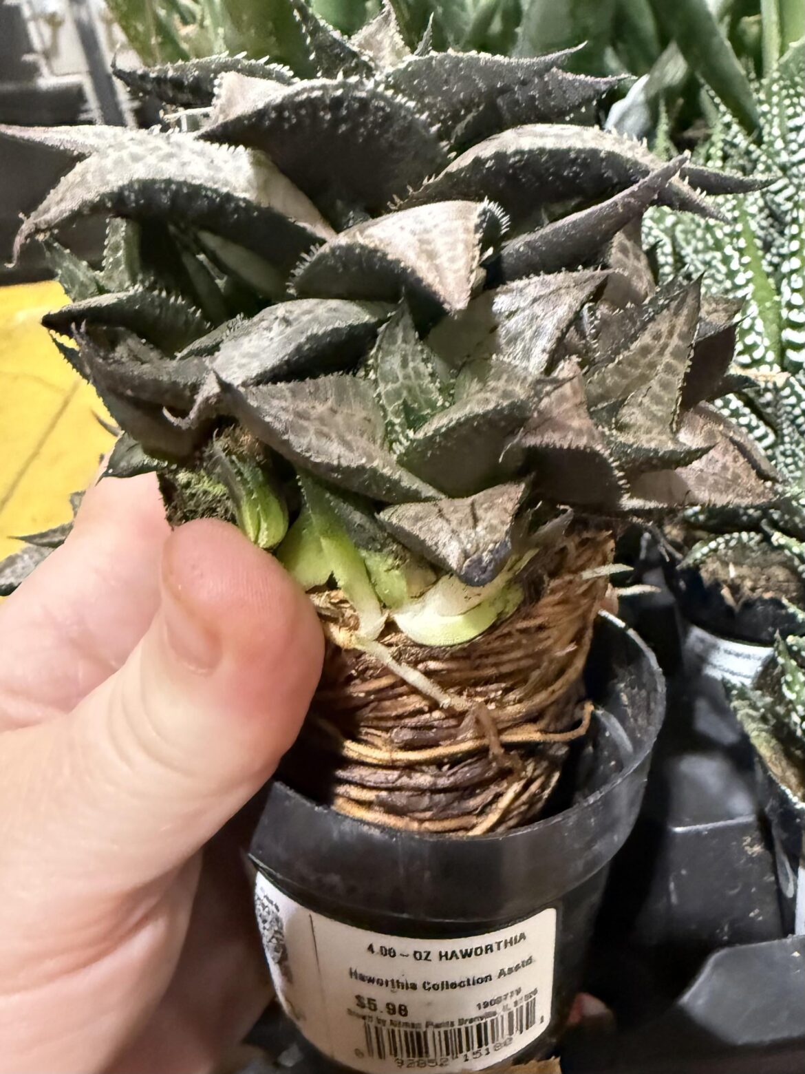 Bonkers Root-Bound…Buy Her? Bonkers Root-Bound…Buy Her?