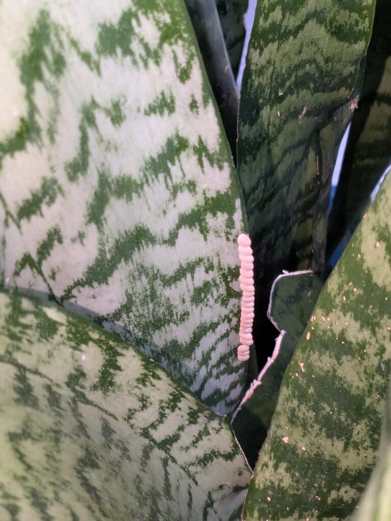 What tf is this on my snake plant?!?