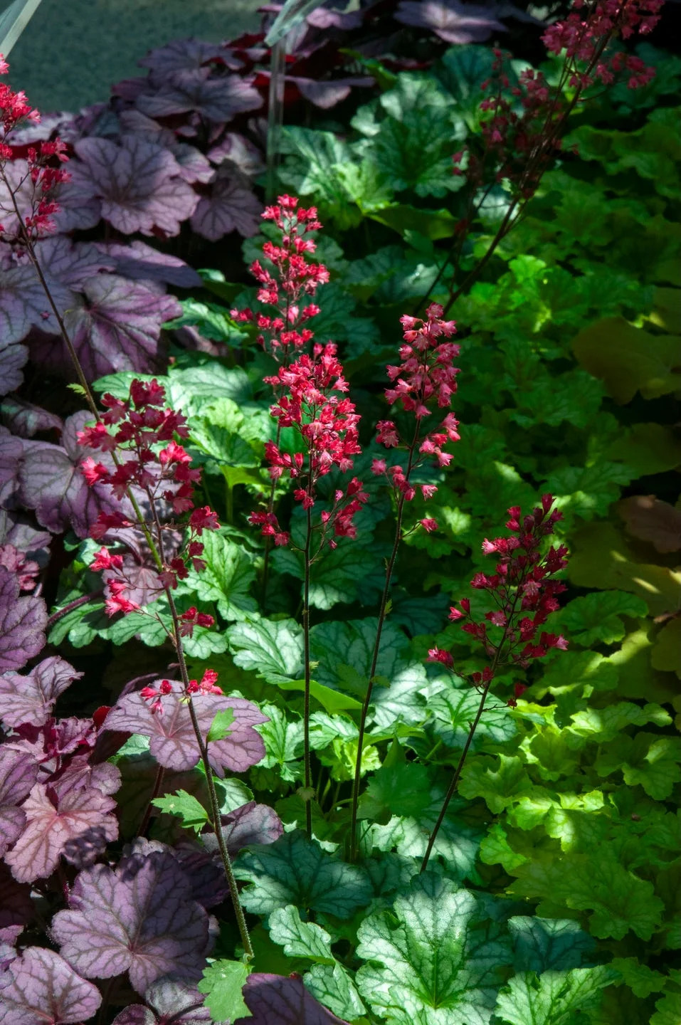 heuchera is an evergreen perennial plant in the family saxifragaceae, native to north america. common names include alumroot and coral bells.