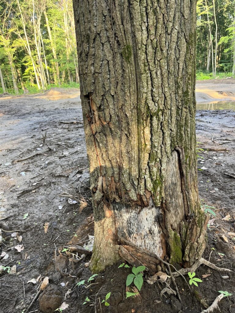 Would You Drop This Tree?