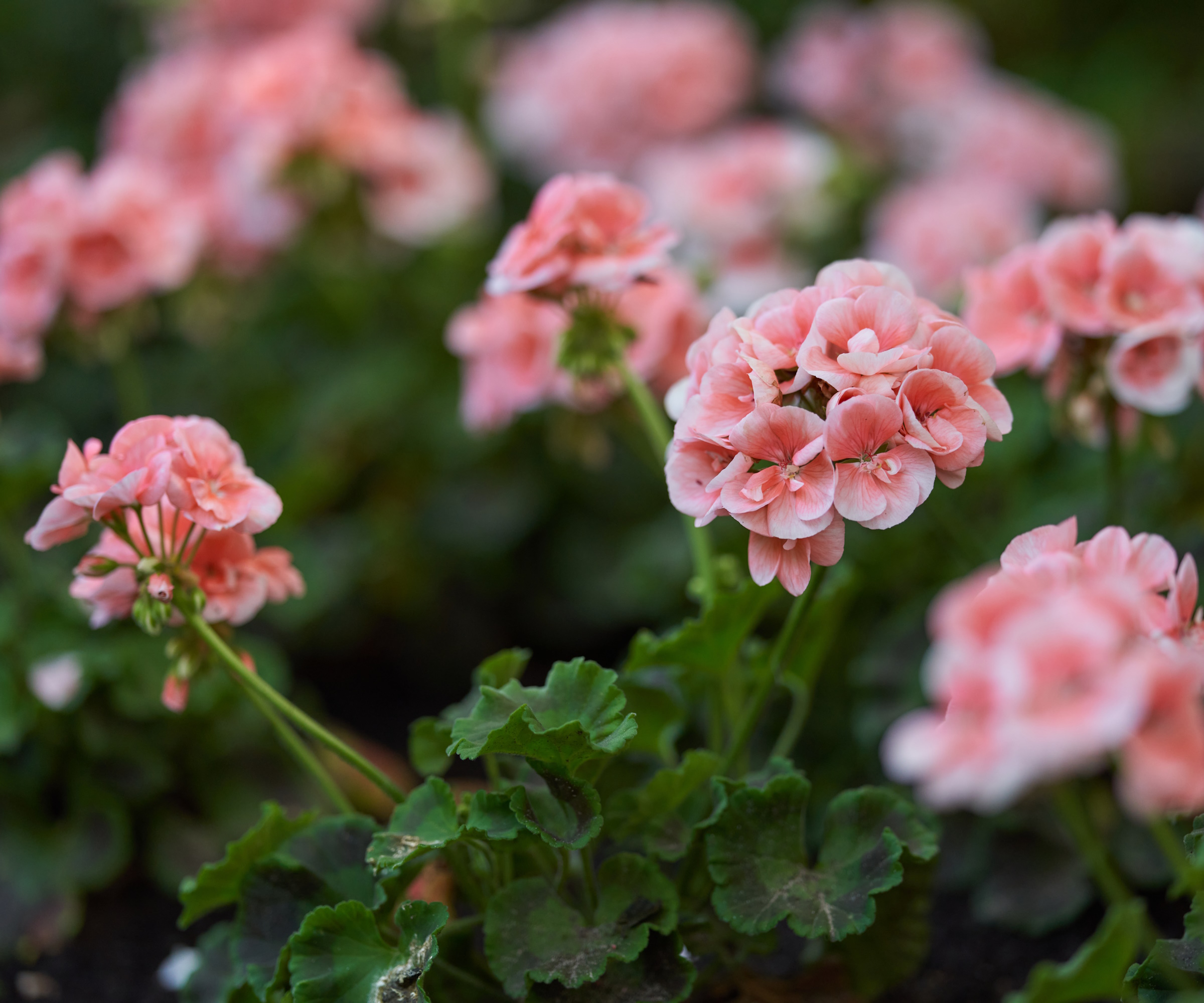 Geranium (pelargonium)