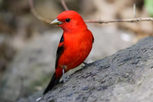 tanager