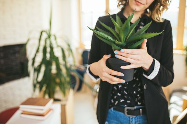 There's more you need to consider when purchasing a plant