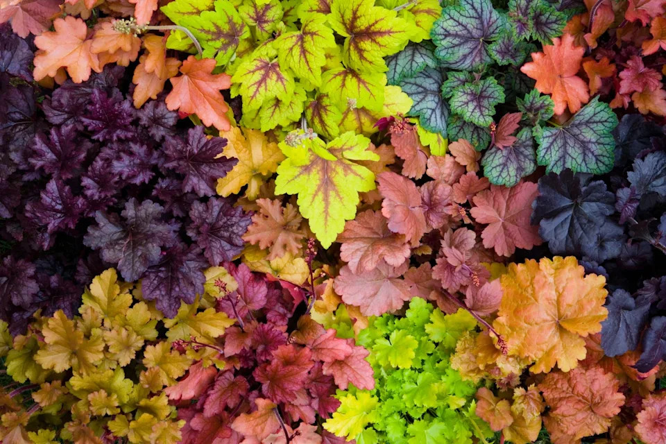 a colourful mix of heuchera coral bell plants