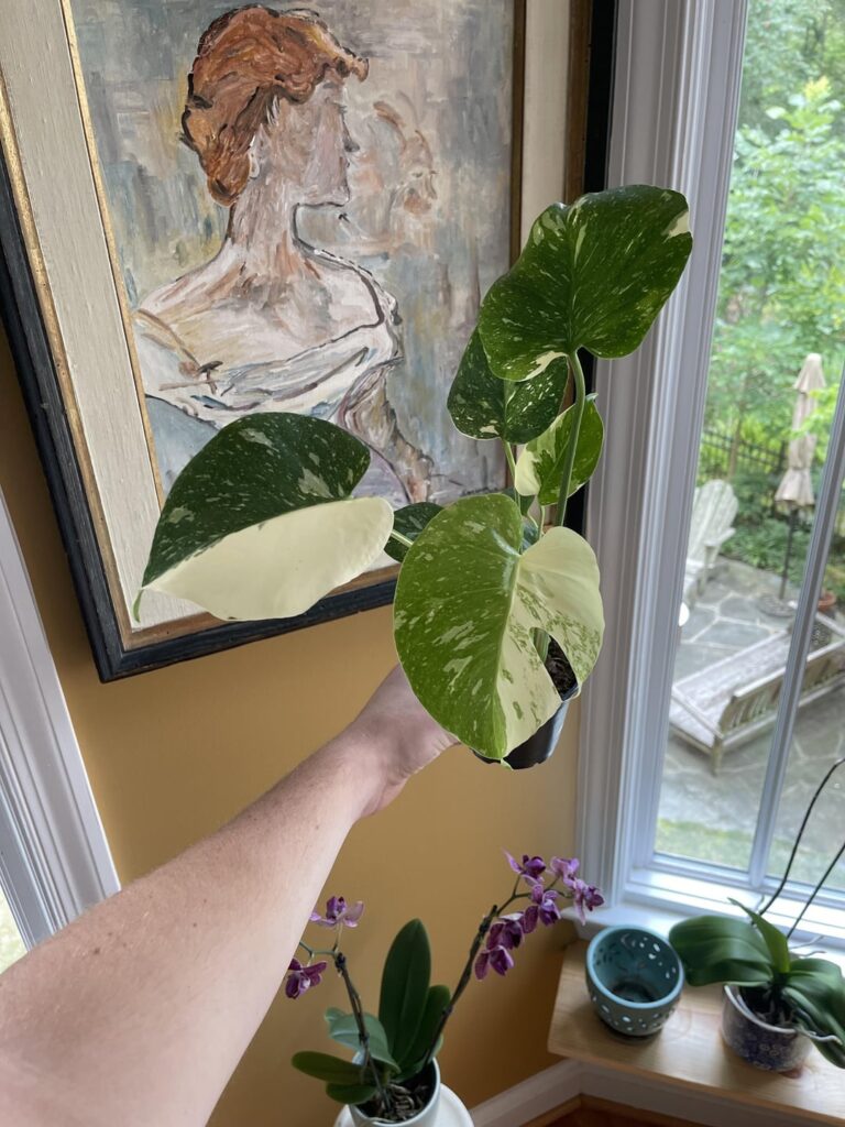 I know these are no longer “rare” per se, but first fenestration on my baby ThaiCon!!!!