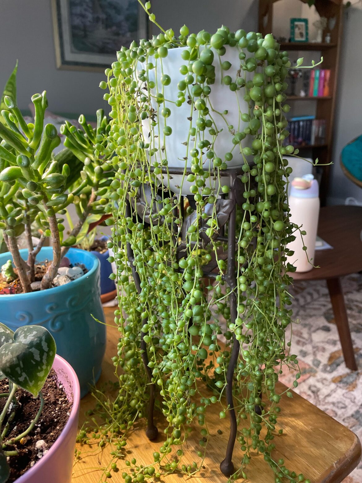 Why are some of my pearls drying out when the rest of the SOP seems well-watered?