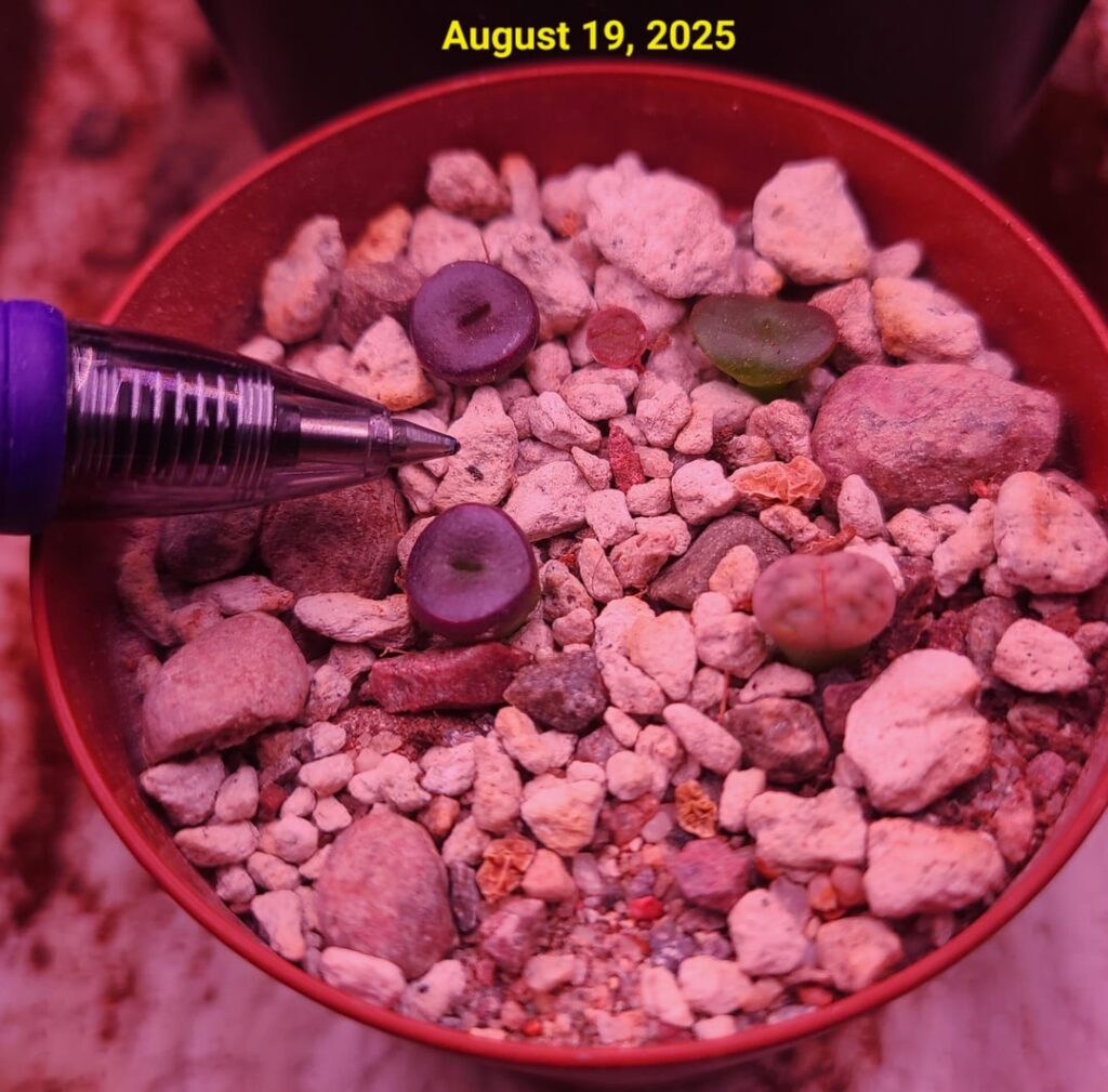 Eight-week-old from seeds