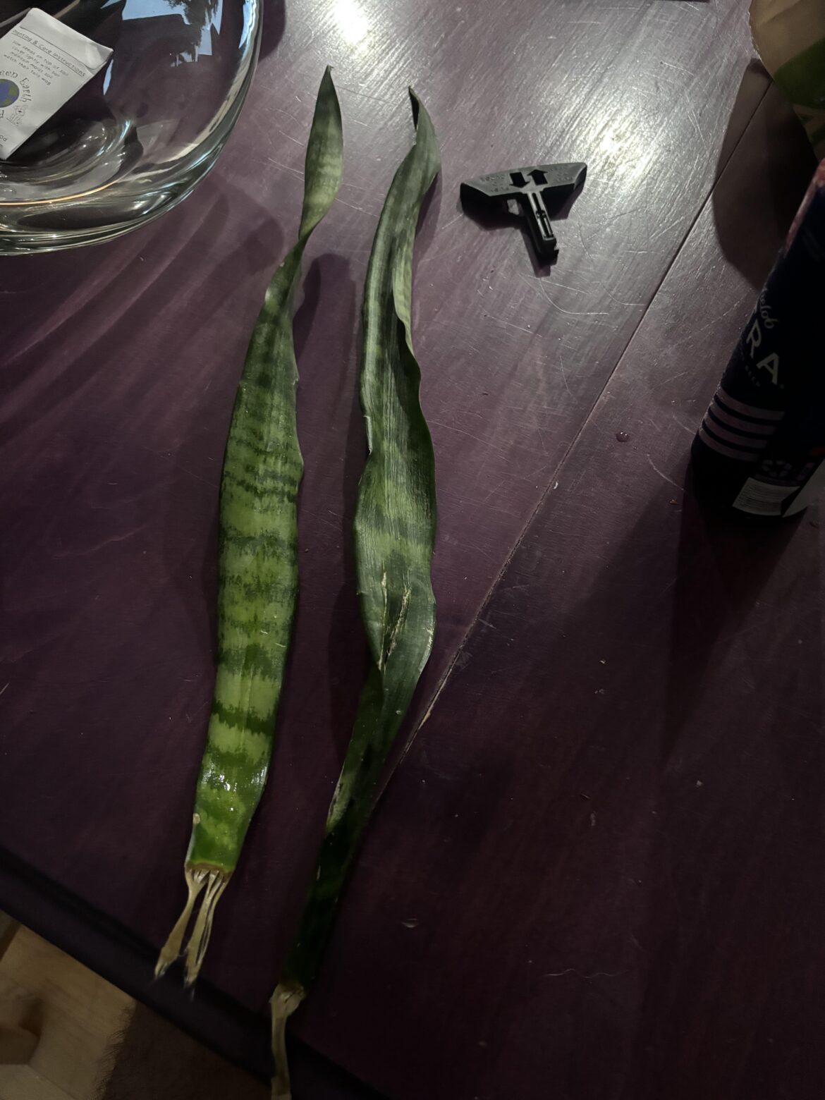 Help! My house flooded, these are the last 2 leaves of my grandmas snake plant who passed away 15 years ago. I want to propionate the leaves but they’re not the healthiest. Help! My house flooded, these are the last 2 leaves of my grandmas snake plant who passed away 15 years ago. I want to propionate the leaves but they’re not the healthiest.