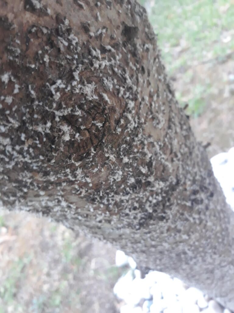 Is this a fungus?