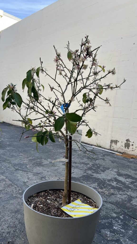 Please help Leonard, my lemon tree Please help Leonard, my lemon tree