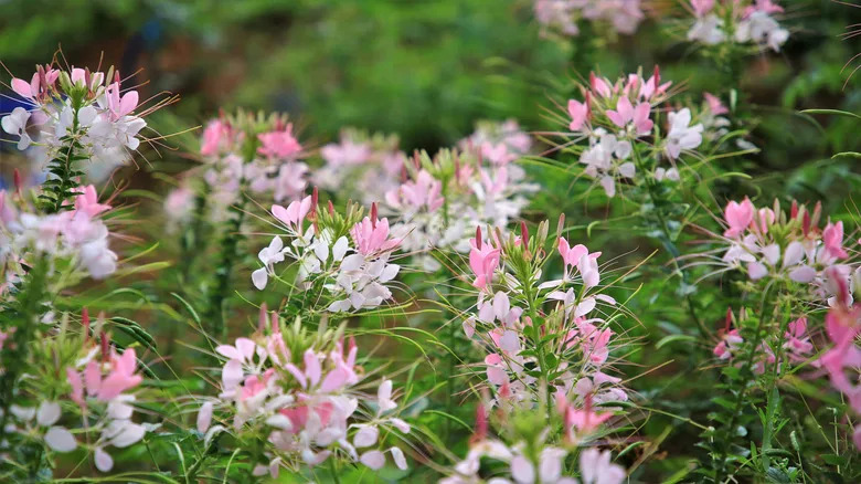 White and pink spider flowers