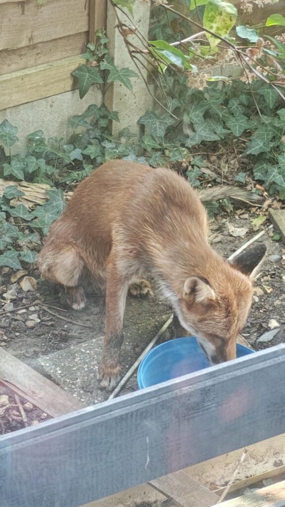 Put water out for wildlife Put water out for wildlife