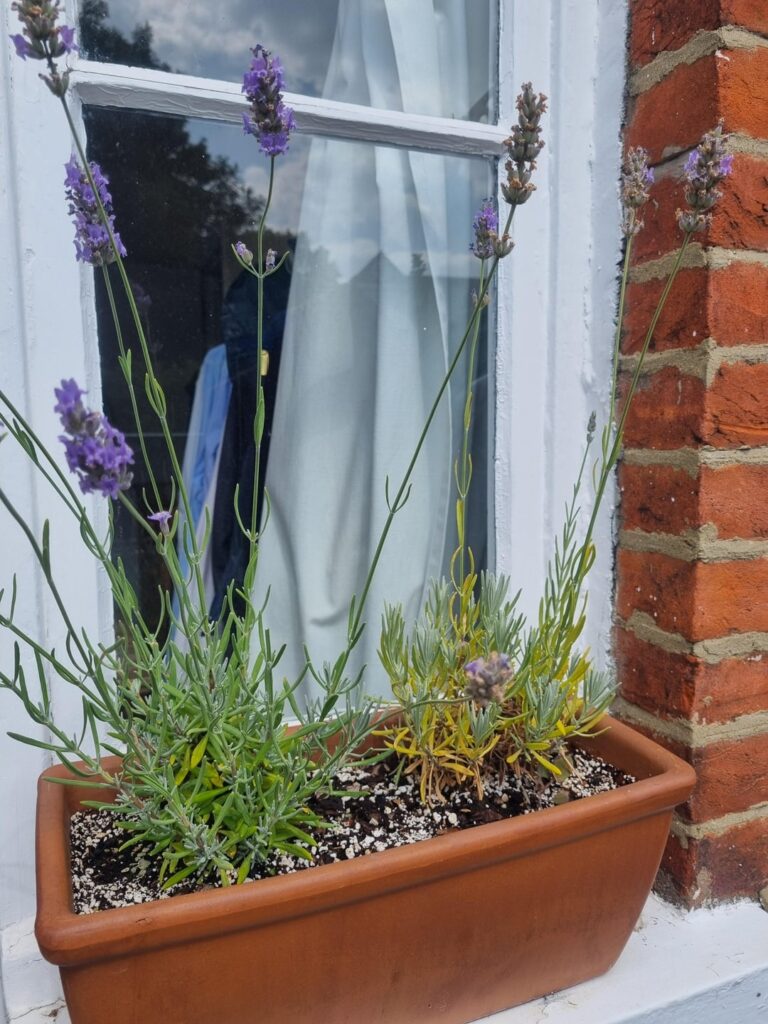 Why is one of our lavender plants not doing well?