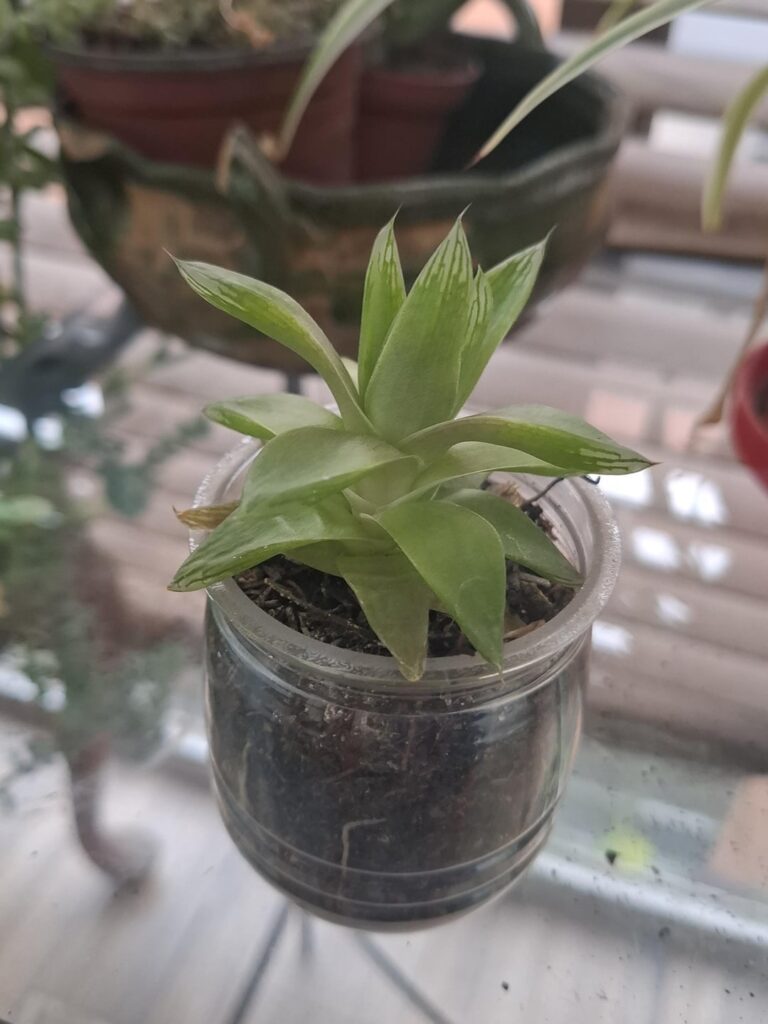 Help, my haworthia looks sick. Help, my haworthia looks sick.