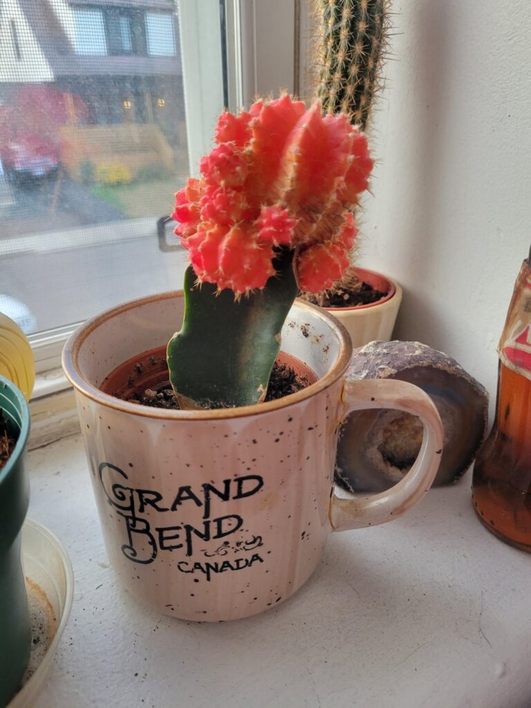 Is it time to chop my moon cactus? Is it time to chop my moon cactus?