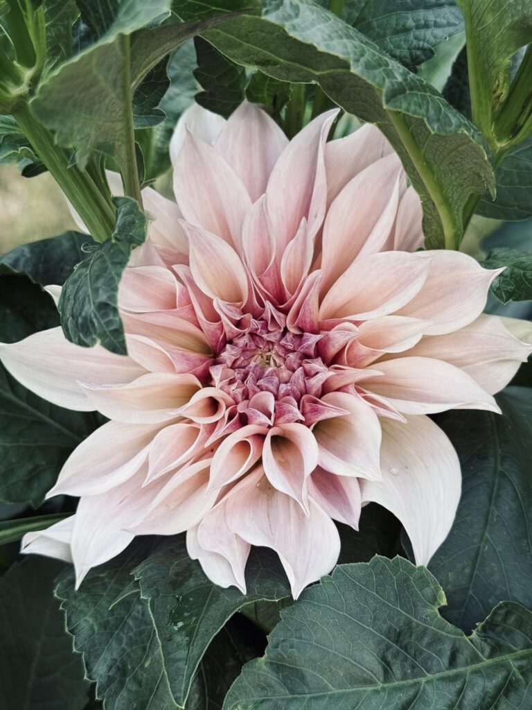 1st Dahlia Bloom 1st Dahlia Bloom
