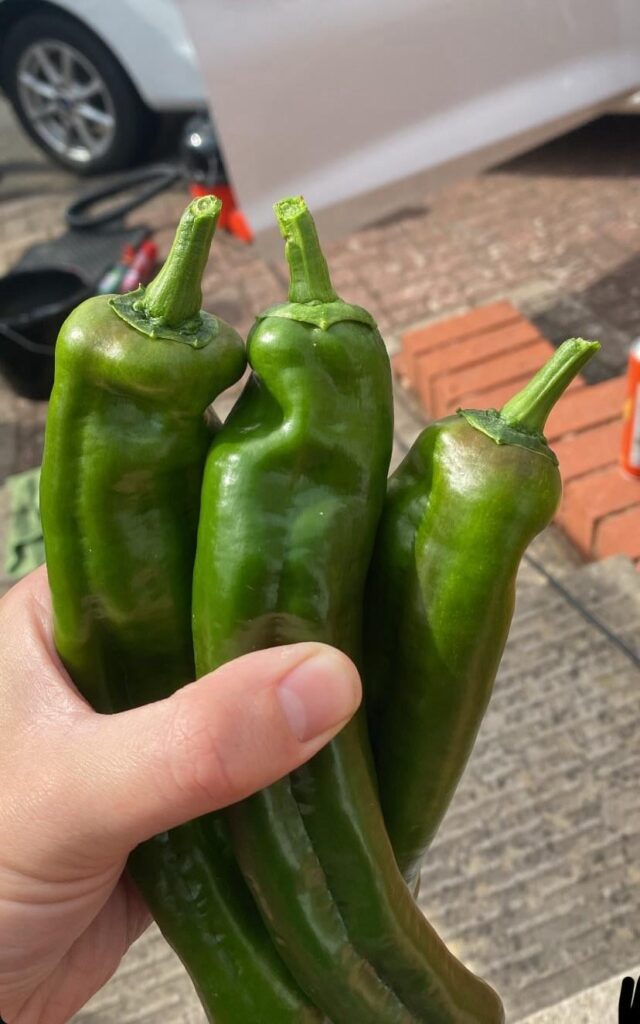 Success! Grown from seeds harvested from Aldi long peppers.
