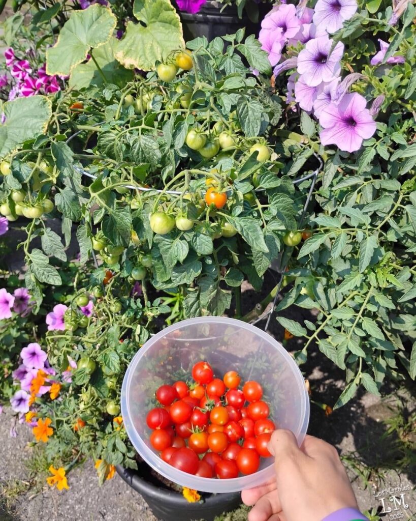 The picnic table loot!