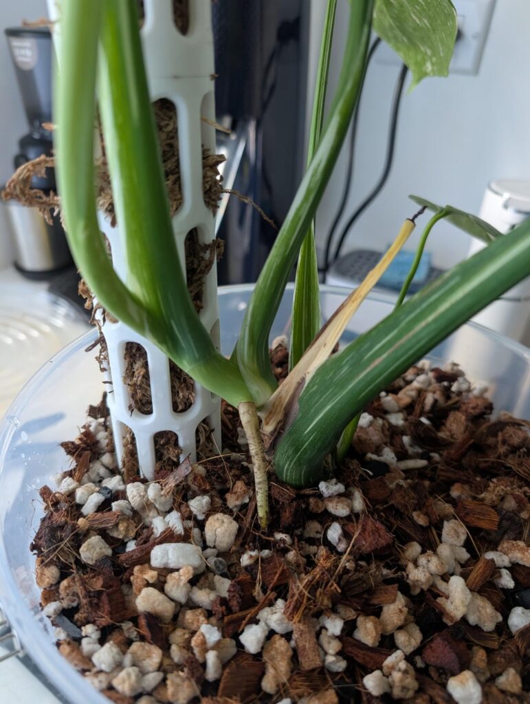 To Prop or Not to Prop? To Prop or Not to Prop?